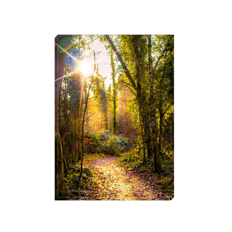 Canvas Wrap - Sunlit Path in Dromore Wood Nature Reserve, County Clare - James A. Truett - Moods of Ireland - Irish Art
