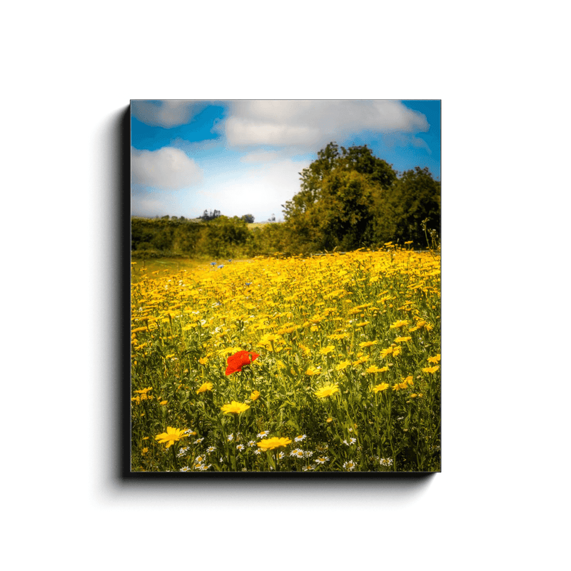 Canvas Wrap - Red Poppy in Yellow Wildflower Meadow, Ballynacally, County Clare - James A. Truett - Moods of Ireland - Irish Art