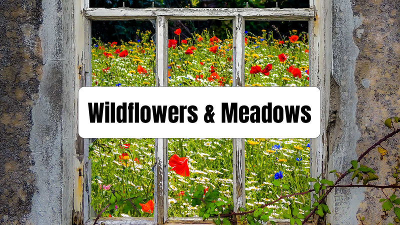 Wildflowers & Meadows