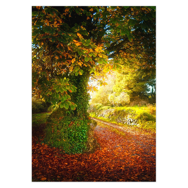 Folded Note Card - Autumn Chestnut Tree at Cullinan Farm, Lanna, County Clare