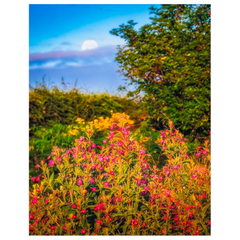 Print - Summer Wildflowers at Moonrise, County Clare