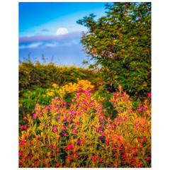 Print - Summer Wildflowers at Moonrise, County Clare