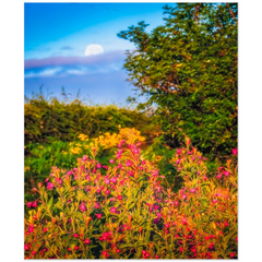 Print - Summer Wildflowers at Moonrise, County Clare