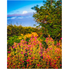 Print - Summer Wildflowers at Moonrise, County Clare