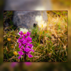 2024 Irish Wildflowers Wall Calendar