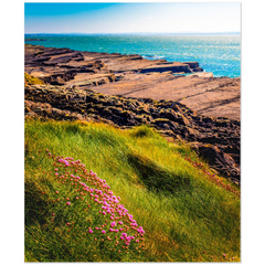Print - Sea Pinks at Kilbaha, County Clare