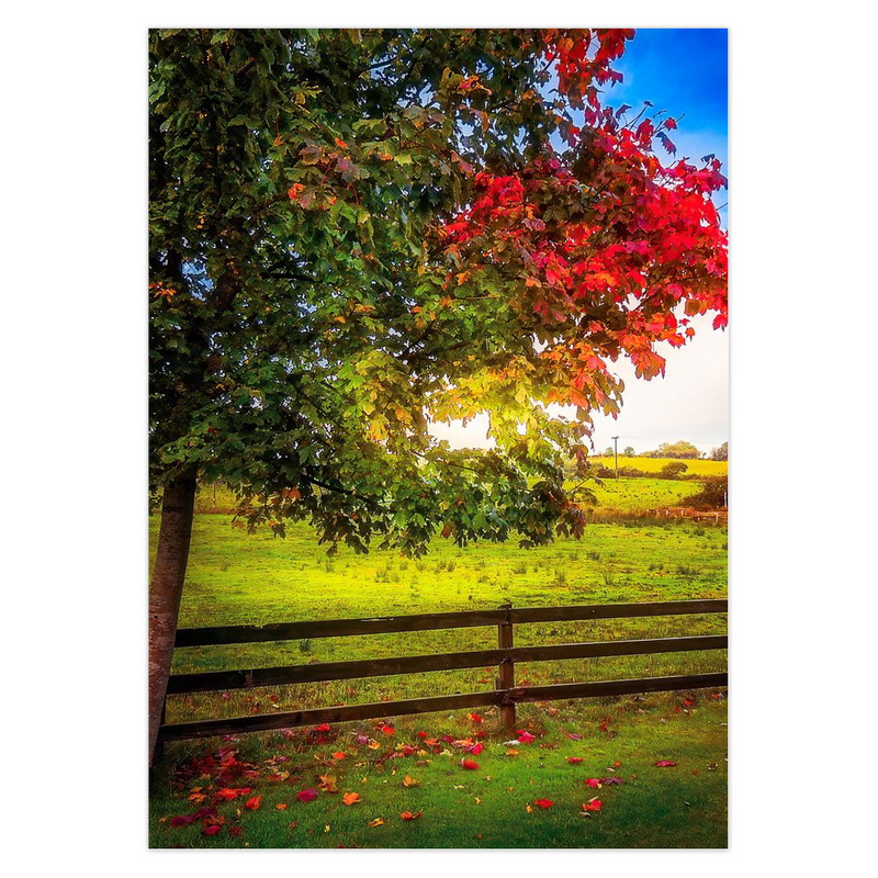 Folded Note Card - Autumn Tree in Lissycasey, County Clare