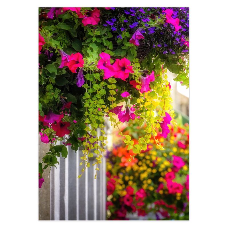 Folded Note Card – Hanging Baskets in Carrick-on-Shannon, County Leitrim