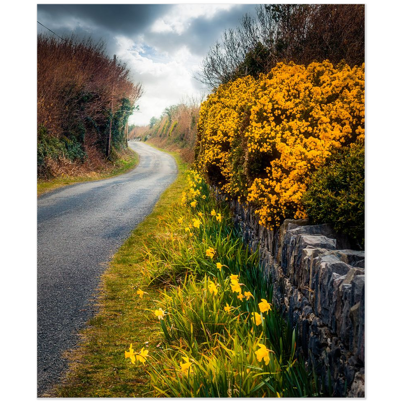 Print - Spring Irish Country Road, County Clare