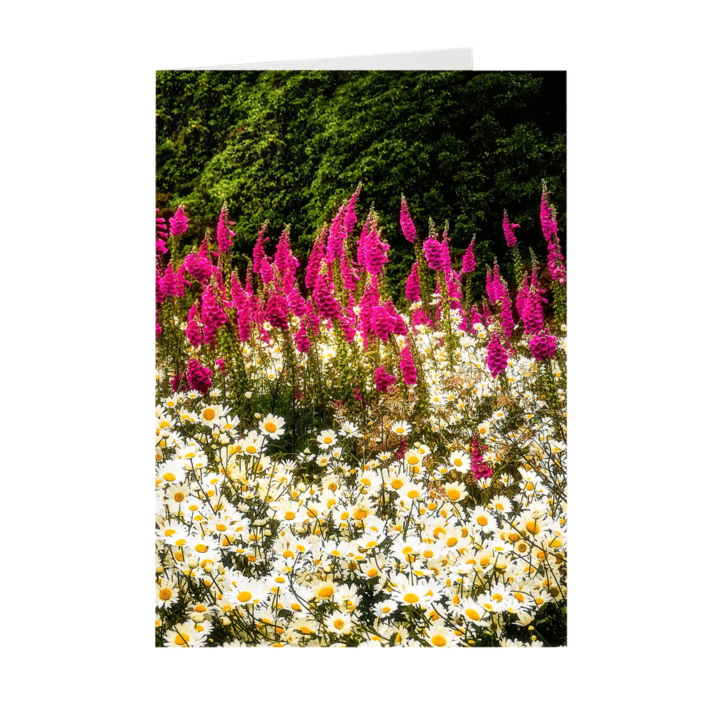 Folded Note Cards - Daisies and Foxglove in the Irish Countryside - James A. Truett - Moods of Ireland - Irish Art
