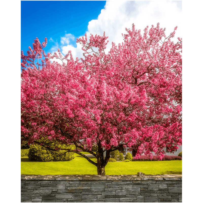 Print - Cherry Blossom Explosion, Ennis, County Clare - James A. Truett - Moods of Ireland - Irish Art