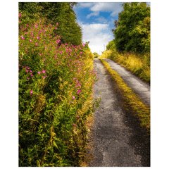Print - Roadside Wildflowers at Kilkerin Point, County Clare - Moods of Ireland