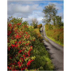 Print - Fuchsias Blooming in the Irish Countryside - James A. Truett - Moods of Ireland - Irish Art