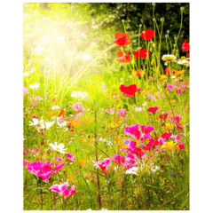 Print - Wildflower Chorus Serenading the Sun, County Clare - James A. Truett - Moods of Ireland - Irish Art