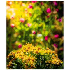 Print - Irish Wildflowers of Liscormick, County Clare - Moods of Ireland