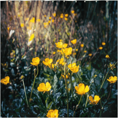 Shower Curtain - Buttercups in the Irish Countryside - James A. Truett - Moods of Ireland - Irish Art