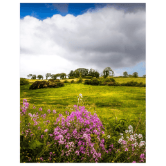 Print - Lissycasey Wildflowers, County Clare, Ireland - James A. Truett - Moods of Ireland - Irish Art
