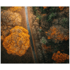 Print - Autumn in County Clare Woodland - Moods of Ireland