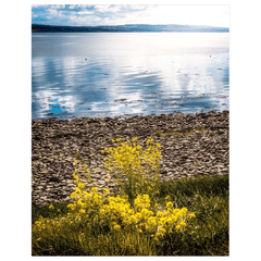 Print - Yellow Flowers on Shannon Estuary Shores, County Clare - James A. Truett - Moods of Ireland - Irish Art