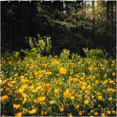 Shower Curtain - Merry Meadow of Buttercups, County Clare - James A. Truett - Moods of Ireland - Irish Art