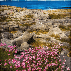 Shower Curtain - Sea Pinks Blooming in the Burren Limestone, County Clare - James A. Truett - Moods of Ireland - Irish Art