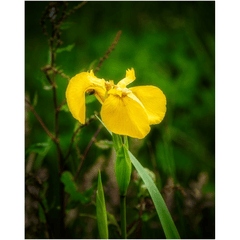 Print - Fabulous Irish Flag Iris (Feileastram) Wildflowers, County Clare - James A. Truett - Moods of Ireland - Irish Art