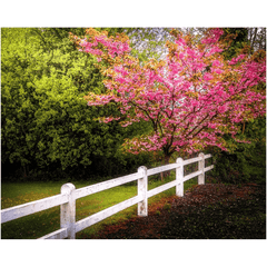Print - Cherry Blossoms and White-washed Fence, County Clare - James A. Truett - Moods of Ireland - Irish Art