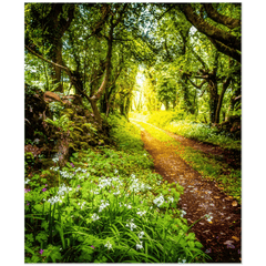 Print - County Clare path lined with Wild Garlic and Wildflowers - James A. Truett - Moods of Ireland - Irish Art