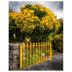 Print - Yellow Gate & Tree, Ballyvaughan, County Clare - Moods of Ireland