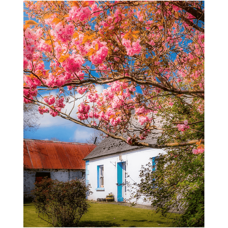 Print - Cherry Blossoms and Irish Cottage, County Clare - James A. Truett - Moods of Ireland - Irish Art