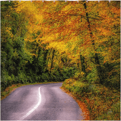 Shower Curtain - Rural Irish Road under Autumn Canopy, County Clare - James A. Truett - Moods of Ireland - Irish Art