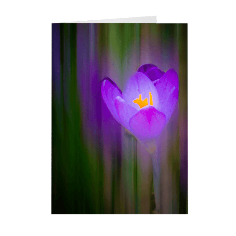 Folded Note Cards - Irish Spring Crocus at Coole Park, County Galway - James A. Truett - Moods of Ireland - Irish Art