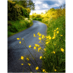Print - Buttercups on the Road to Lavalla, County Clare - James A. Truett - Moods of Ireland - Irish Art