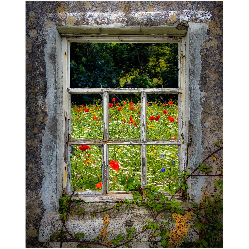 Print - Irish Wildflower Meadow framed by Weathered Window - James A. Truett - Moods of Ireland - Irish Art