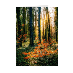 Folded Note Cards - Afternoon Sun in Trees, Coole Park, County Galway - James A. Truett - Moods of Ireland - Irish Art