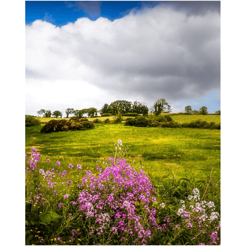 Print - Lissycasey Wildflowers, County Clare, Ireland - James A. Truett - Moods of Ireland - Irish Art