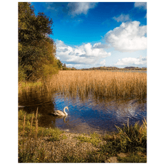 Print - Swan on Gortglass Lake, County Clare - Moods of Ireland