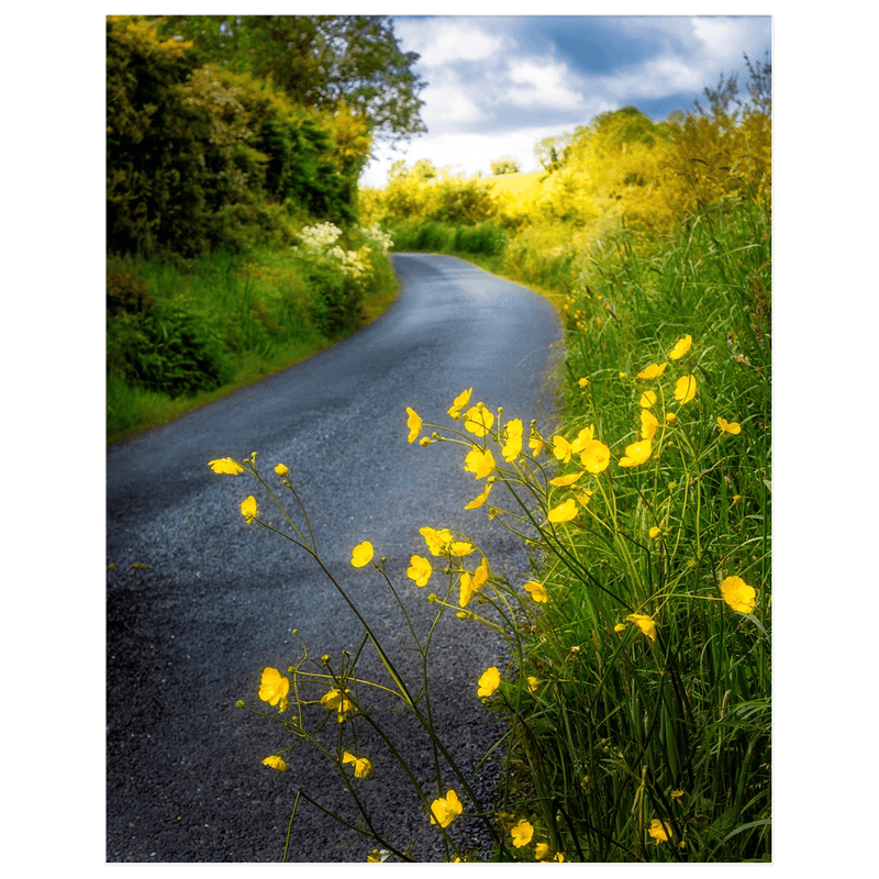 Print - Buttercups on the Road to Lavalla, County Clare - James A. Truett - Moods of Ireland - Irish Art