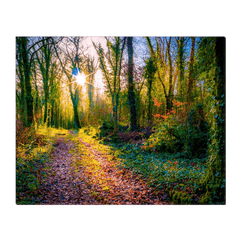 Canvas Wrap - Late Afternoon Sun at Dromore Wood Nature Reserve, County Clare - James A. Truett - Moods of Ireland - Irish Art