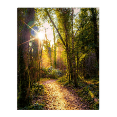 Canvas Wrap - Sunlit Path in Dromore Wood Nature Reserve, County Clare - James A. Truett - Moods of Ireland - Irish Art