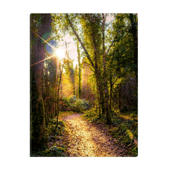 Canvas Wrap - Sunlit Path in Dromore Wood Nature Reserve, County Clare - James A. Truett - Moods of Ireland - Irish Art