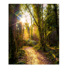 Canvas Wrap - Sunlit Path in Dromore Wood Nature Reserve, County Clare - James A. Truett - Moods of Ireland - Irish Art