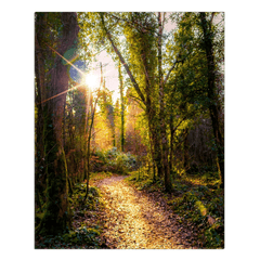 Canvas Wrap - Sunlit Path in Dromore Wood Nature Reserve, County Clare - James A. Truett - Moods of Ireland - Irish Art