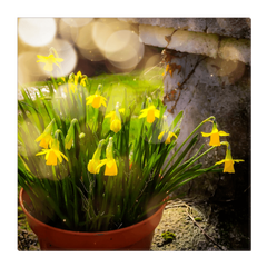 Canvas Wrap - Blooming Daffodils in the Winter Sun, County Clare - James A. Truett - Moods of Ireland - Irish Art