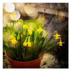 Canvas Wrap - Blooming Daffodils in the Winter Sun, County Clare - James A. Truett - Moods of Ireland - Irish Art