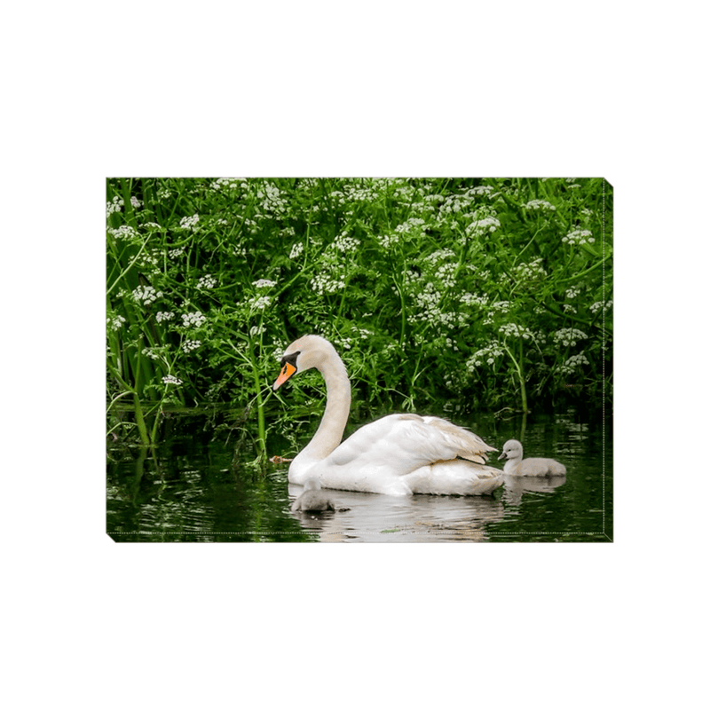 Canvas Wrap - Doneraile Swan and Cygnets, County Cork - James A. Truett - Moods of Ireland - Irish Art