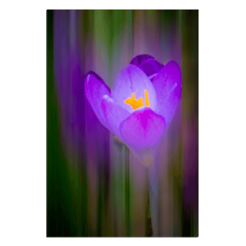 Canvas Wrap - Irish Spring Crocus at Coole Park, County Galway - James A. Truett - Moods of Ireland - Irish Art