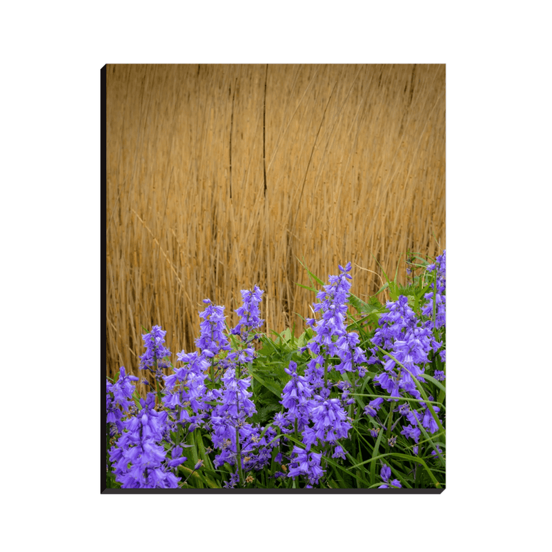 Canvas Wrap - Irish Spring Bluebells along County Clare Roadside - James A. Truett - Moods of Ireland - Irish Art