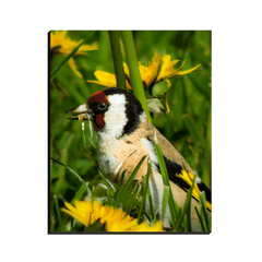 Canvas Wrap - Irish Goldfinch, County Clare - James A. Truett - Moods of Ireland - Irish Art