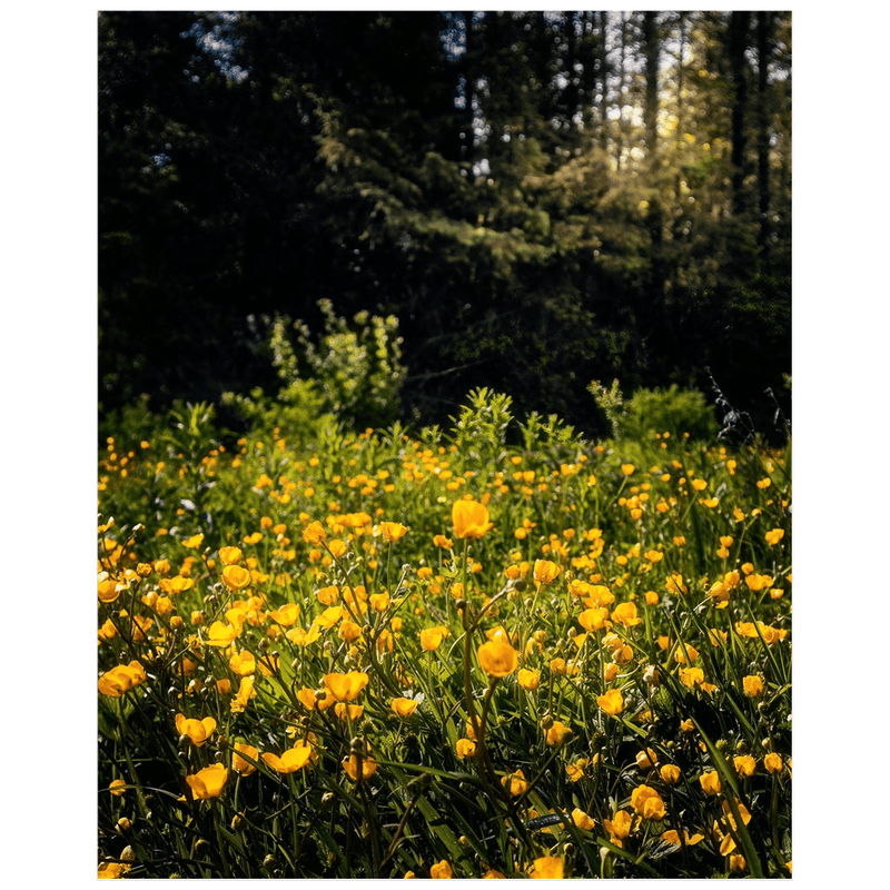Print - Merry Meadow of Buttercups, County Clare - James A. Truett - Moods of Ireland - Irish Art